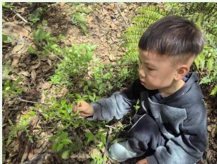 小班组——非遗传承 童趣食光（藏书实验幼儿园小班“乌米饭”主题课程邀您共品春日芬芳）